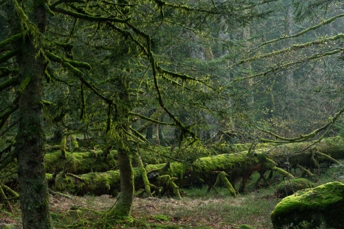 Frederic-Demeuse-WALD-photography-5